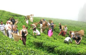 खेती व्यवस्थित गर्दै ‘चिया-पर्यटन’ मा ध्यान दिनुपर्ने बेला