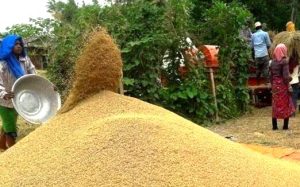 यो वर्ष धान उत्पादन वृद्धि