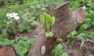 किसानको गुनासो, ‘चिया खेतीका लागि मल छैन’