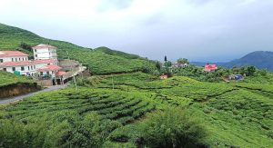 चिया क्षेत्रको समस्या समाधानका लागि ऐन बनाउन माग