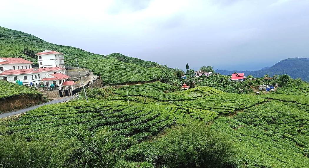 नेपाली चिया अब चीनतिर पनि