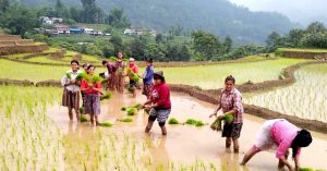 पर्याप्त वर्षा नहुँदा पूर्वी नेपालमा धान रोपाइँ घट्यो