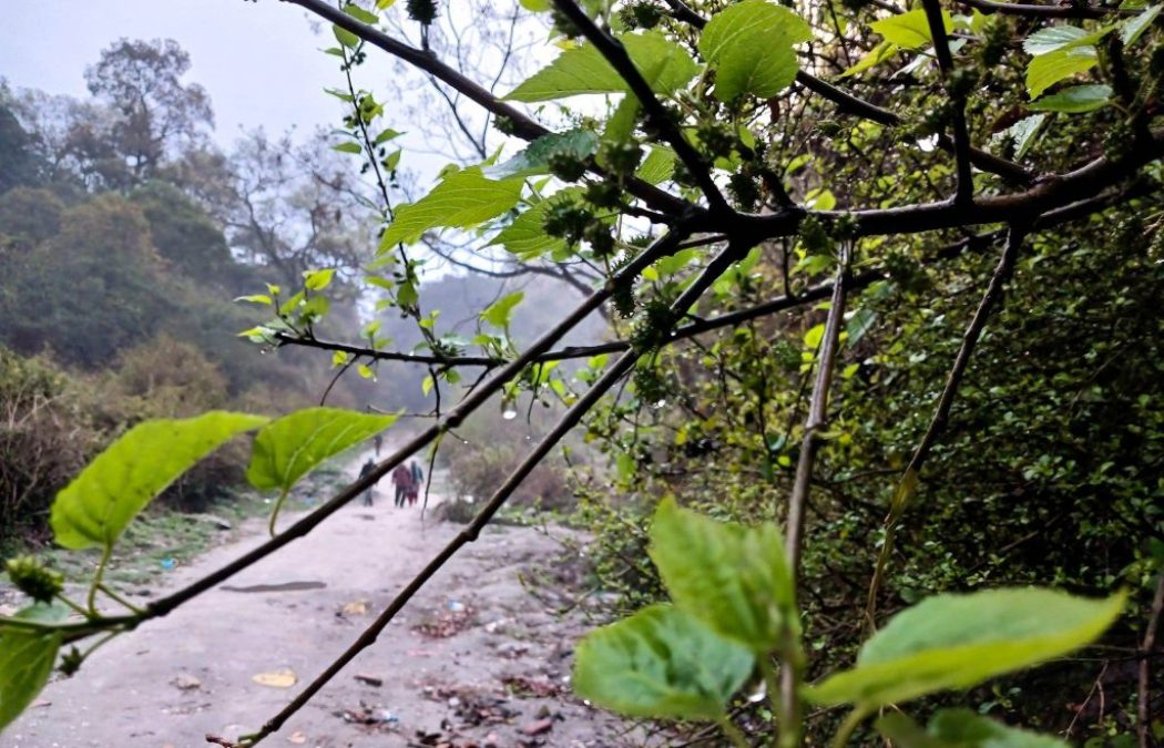 सबैभन्दा बढी वर्षा मोरङको हरैंचामा, २१० मिलिमिटर