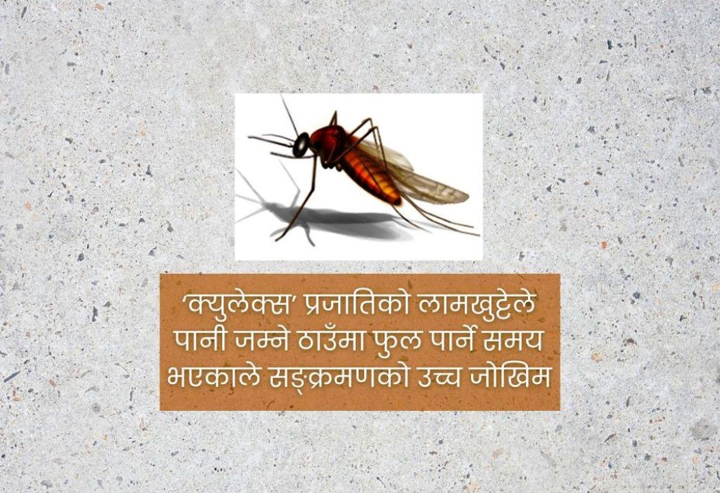 जापानिज इन्सेफ्‌लाइटिस : कात्तिकसम्म जोखिम, सतर्कता अपनाउन आग्रह