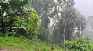 इलाम, झापा, सुनसरी र मोरङमा धेरै वर्षा