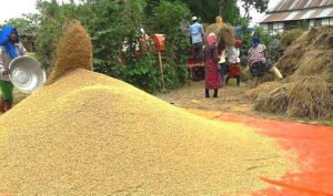 धानको समर्थन मूल्य तोकियो