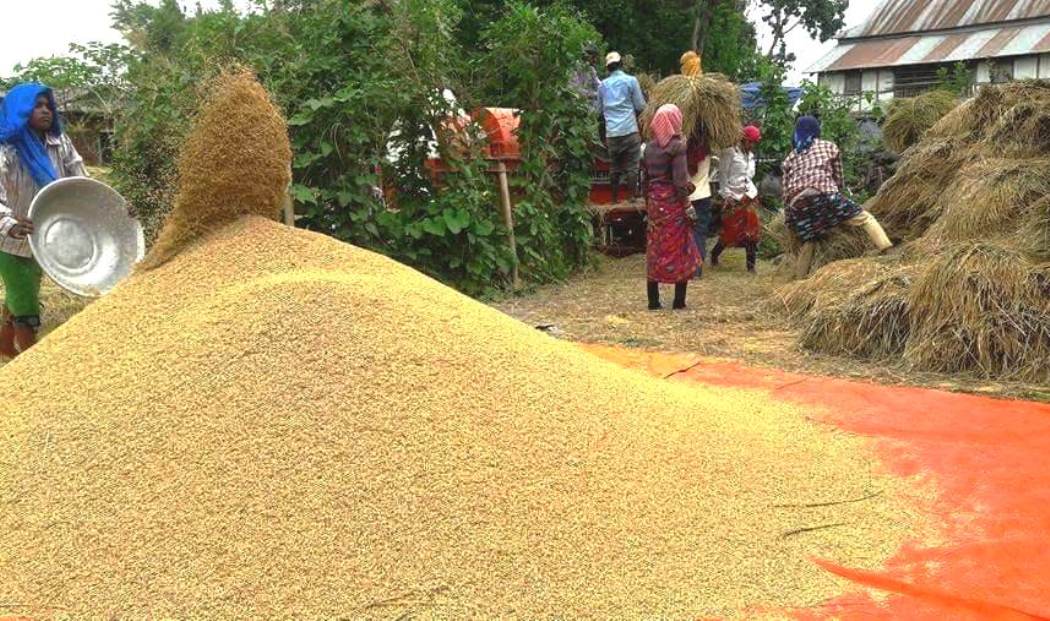 धानको समर्थन मूल्य तोकियो