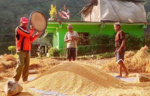 धान उत्पादन बढ्यो: यो वर्ष ५९ लाख ५५ हजार मेट्रिकटन
