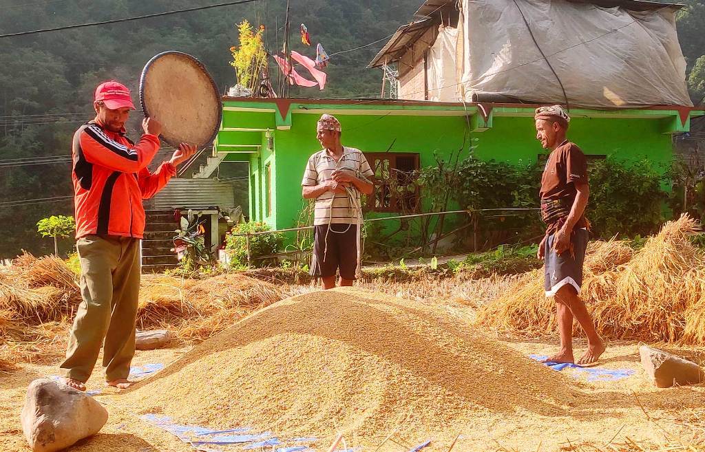 धान उत्पादन बढ्यो: यो वर्ष ५९ लाख ५५ हजार मेट्रिकटन