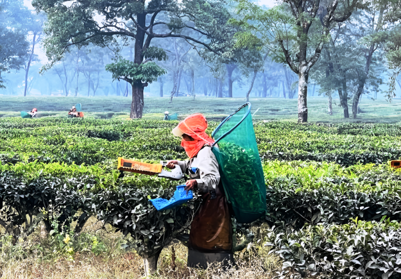 ११ महिनामा ३ अर्ब ८६ करोडको चिया बाहिरियो