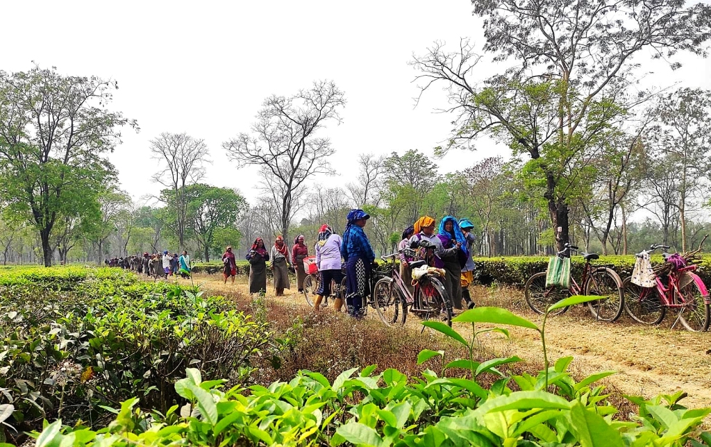 चिया निर्यातमा भारतको पुनः अवरोध