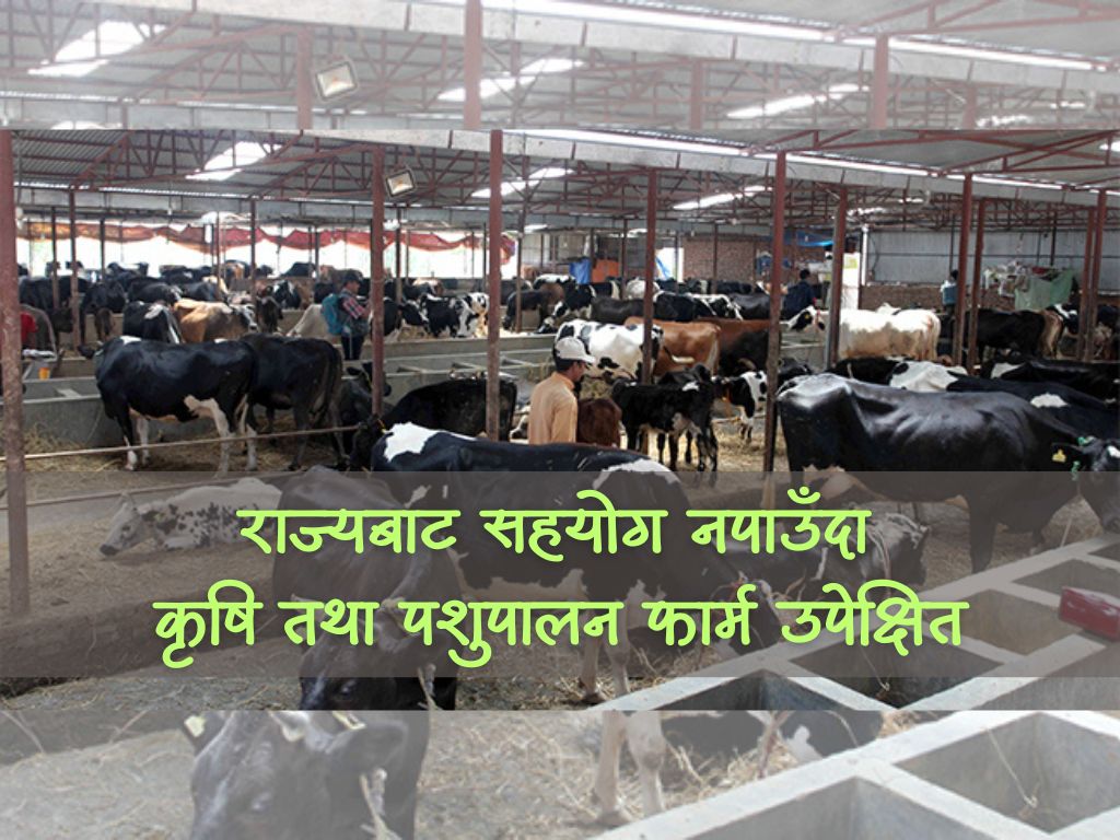 पशुपालक किसान भन्छन्, ‘सरकारले हामीलाई हेरेन’