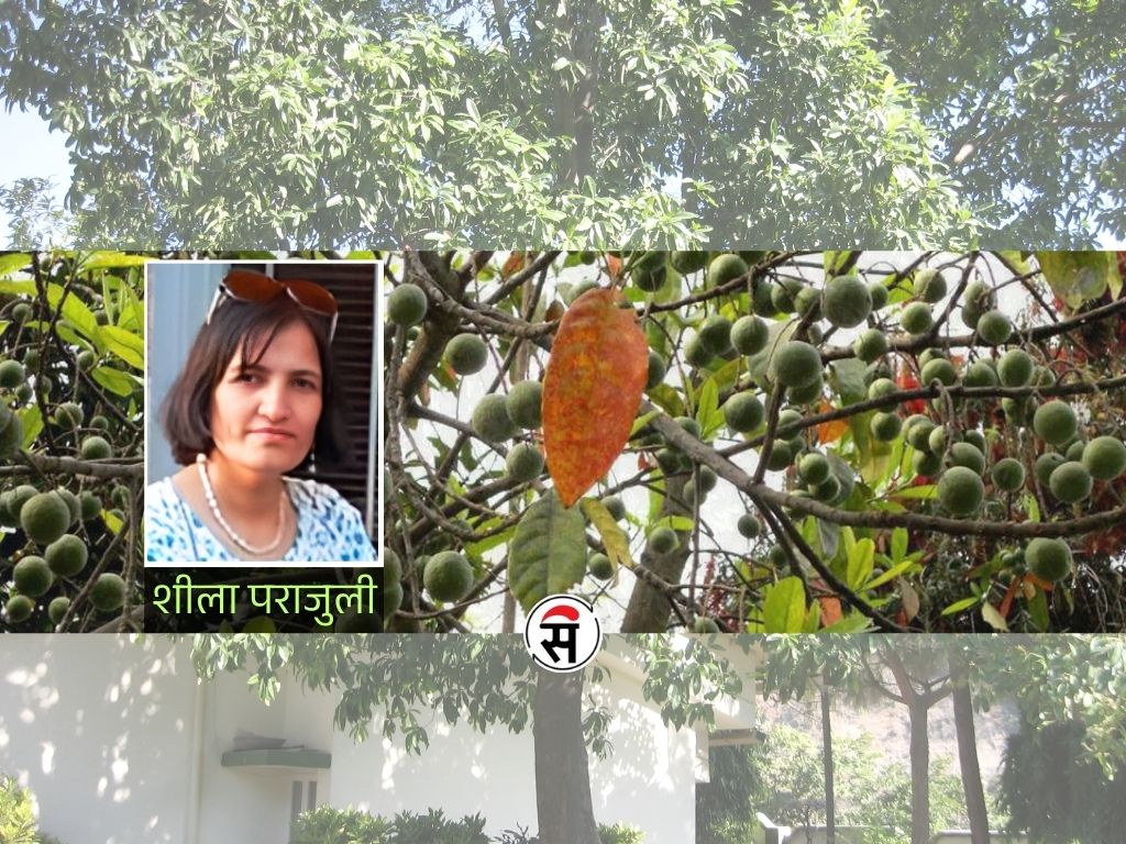 तिमी रुद्राक्ष हौ रुद्राक्ष