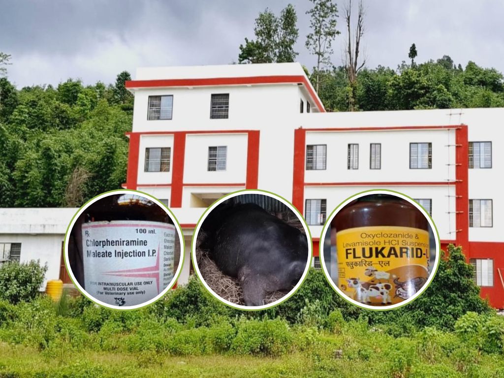 वडाध्यक्षको भैँसी मर्दा पशुपन्छी शाखा प्रमुख कारबाहीमा