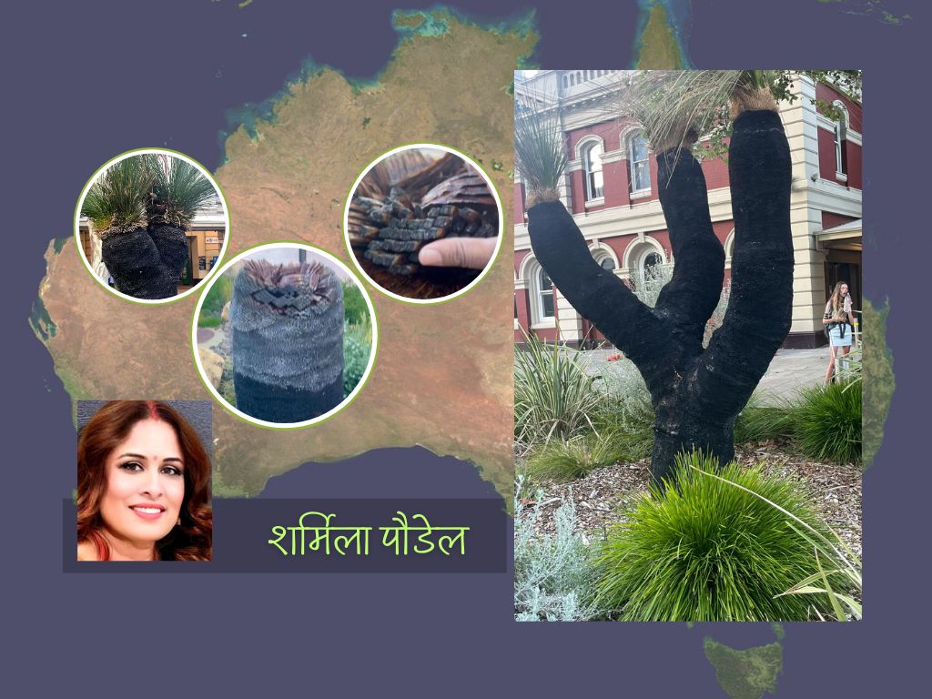 अष्ट्रेलियाको अनौठो बिरूवा : ब्ल्याक ब्वाइ