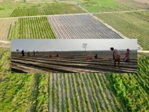 सय बिघामा विषादी नियन्त्रित तरकारी खेती