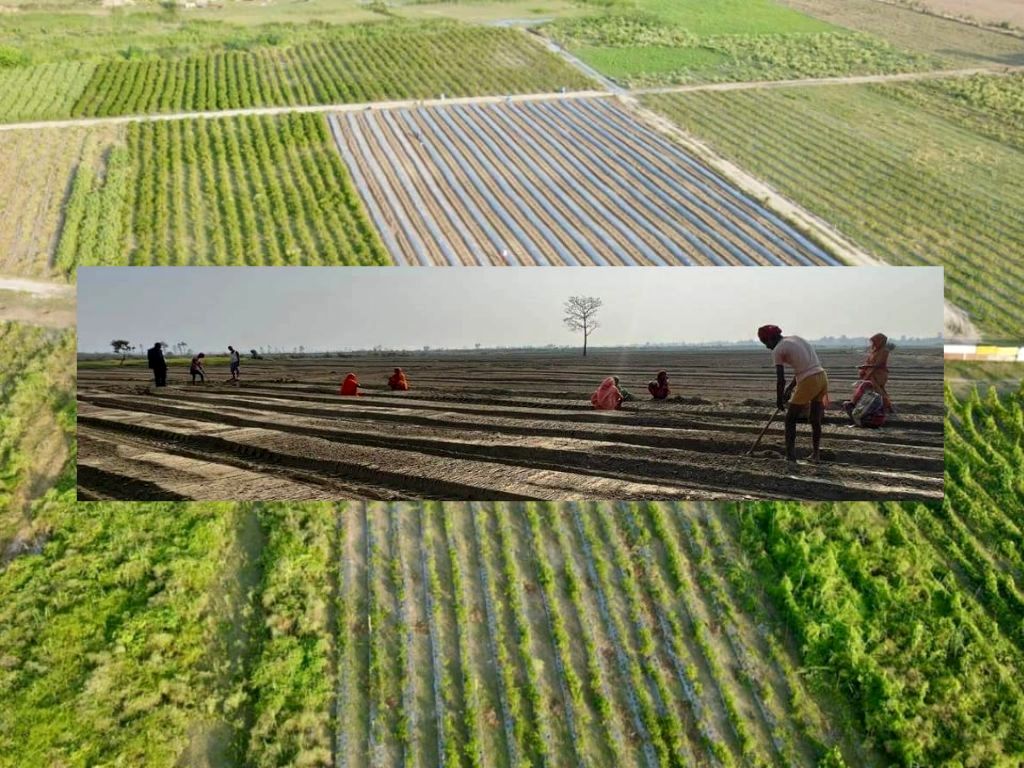 सय बिघामा विषादी नियन्त्रित तरकारी खेती