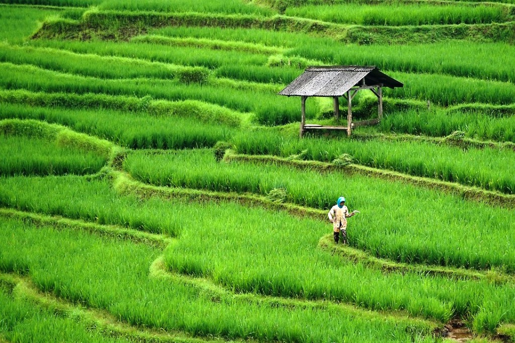नयाँ कृषि ऐन : वैदेशिक लगानी भित्र्याउन सकिने