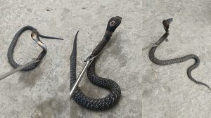 विराटनगरमा भेटियो परैबाट विष फाल्ने ‘स्पिटिङ कोब्रा’