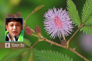 लज्जावती झार र साउन