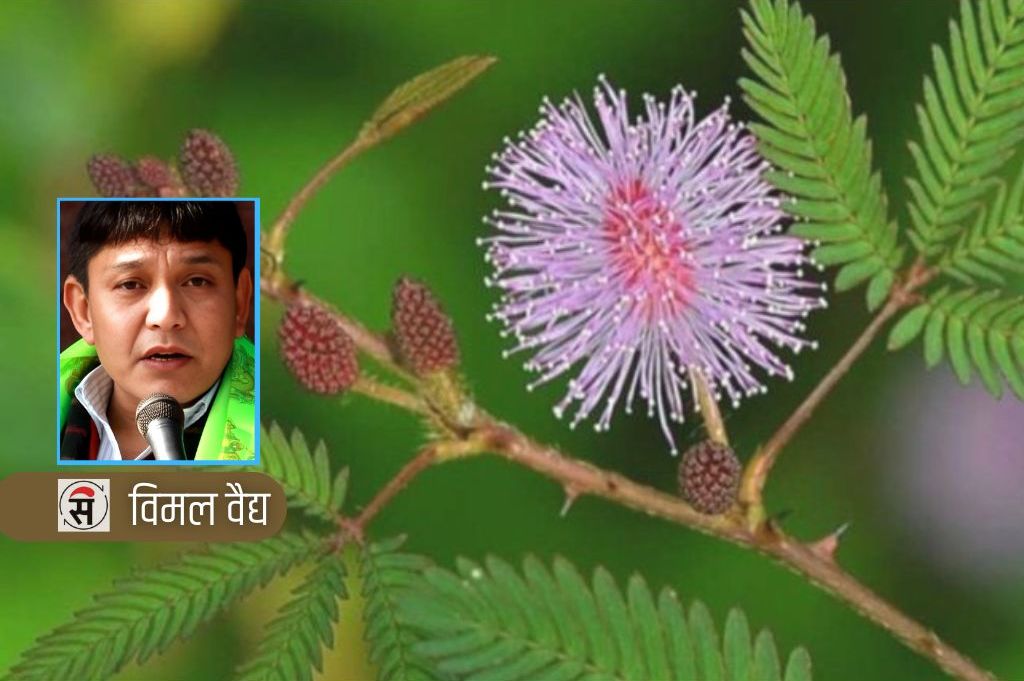 लज्जावती झार र साउन