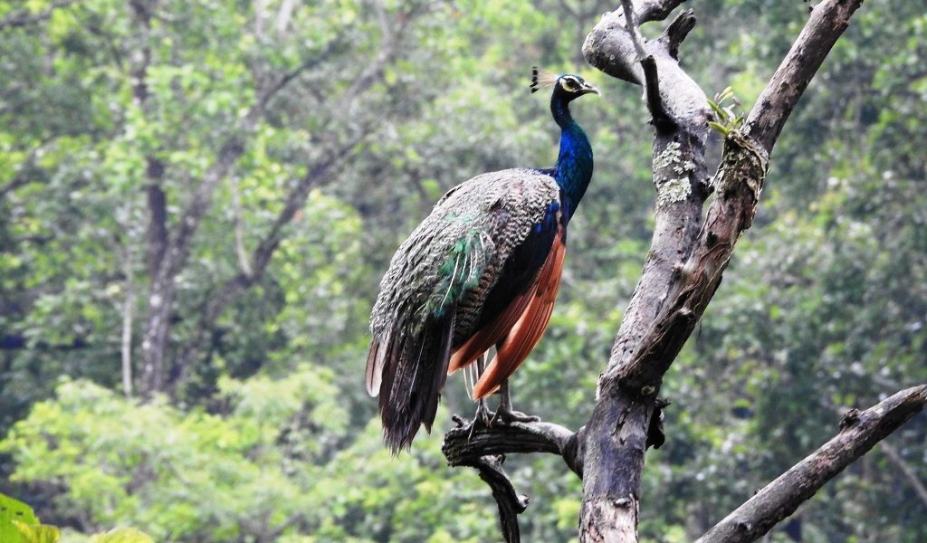 १४ तस्बिरमा चितवन राष्ट्रिय निकुञ्जका जीवजन्तु