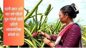 कौसीको ड्रागन फल खेतीबाट वर्षको ८ लाख