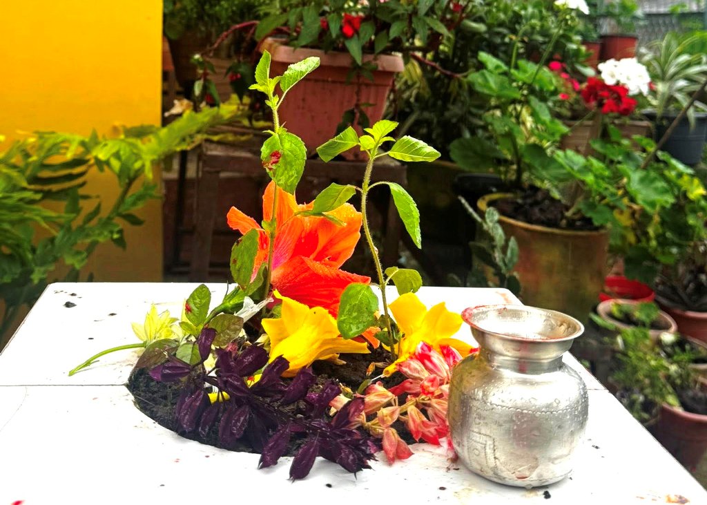 तुलसी बिरुवा सारिँदै, कार्तिक शुक्ल एकादशीसम्म विशेष पूजा