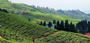 इलामको कन्याममा सबैभन्दा बढी वर्षा, कहाँ कति ?