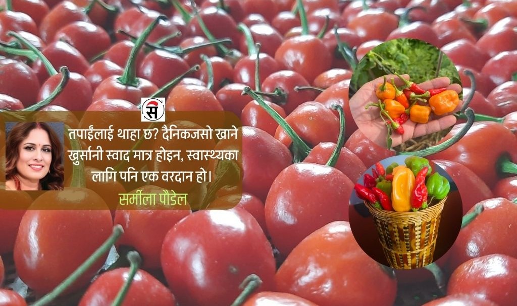 खुर्सानीको शक्ति : स्वास्थ्यका लागि वरदान !