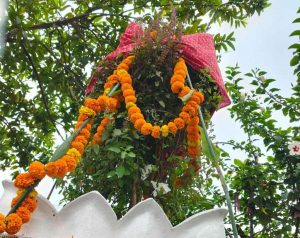 आज हरिबोधिनी एकादशी : तुलसी र दामोदरको विवाह गरी विशेष पूजा