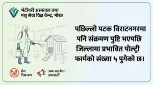 मोरङमा बर्डफ्लू संक्रमण तीव्र, ५ फार्ममा पुष्टि