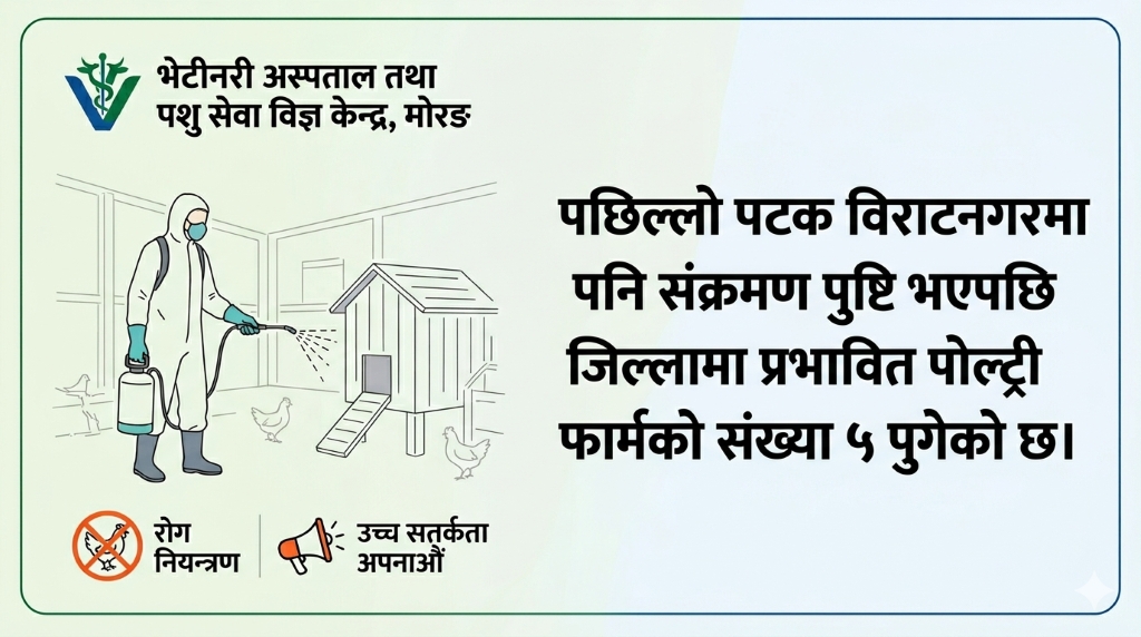मोरङमा बर्डफ्लू संक्रमण तीव्र, ५ फार्ममा पुष्टि